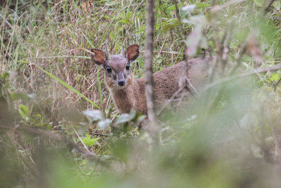 Kirk's Dikdik - Kirks Dikdik