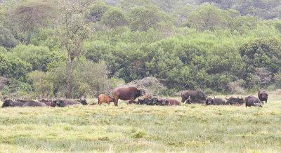 African Buffalo - Kafferbuffel