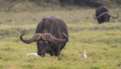 African Buffalo - Kafferbuffel