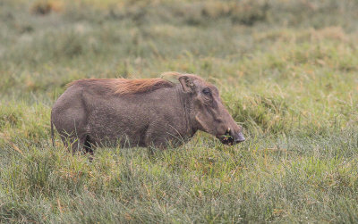 Common Warthog - Wrattenzwijn