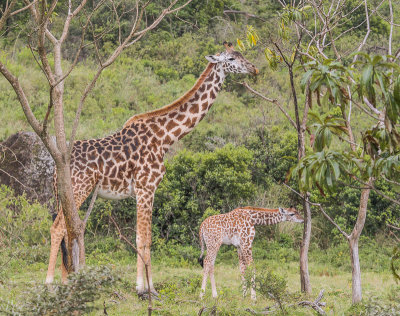 Masai Giraffe - Masaigiraffe