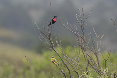 Scarlet-chested Sunbird and Little Bee-eater
