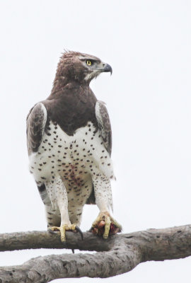 Martial Eagle - Vechtarend