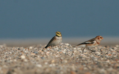 Strandleeuwerik (en Sneeuwgors)