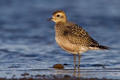 American Golden-Plover