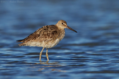 Western Willet