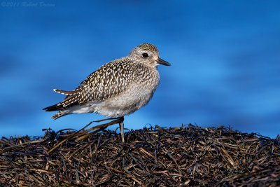 Black-bellied Plover