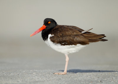 American Oystercatcher