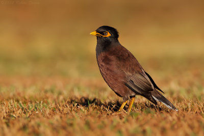 Common Myna