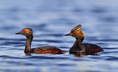 Eared Grebe