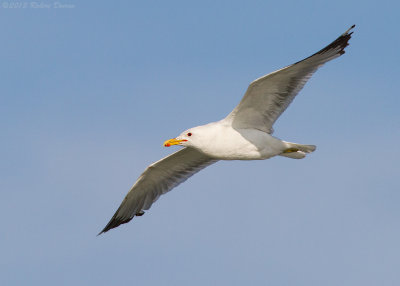 California Gull