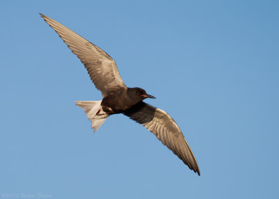 Black Tern