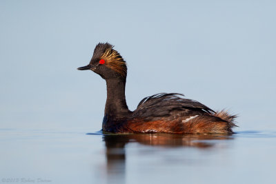 Eared Grebe