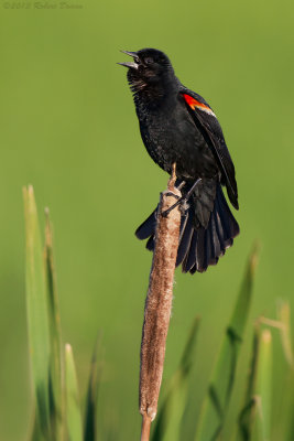 Red-winged Blackbird