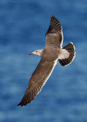 Heermanns Gull 