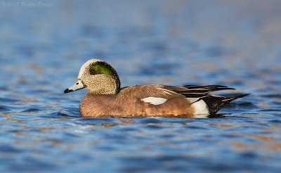 American Wigeon