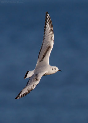 Bonaparte's Gull