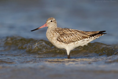 Bar-tailed Godwit