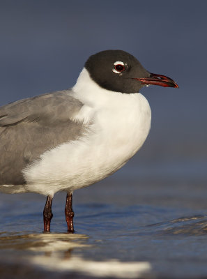 Laughing Gull