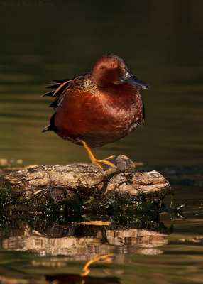 Cinnamon Teal