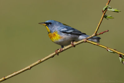 Northern Parula