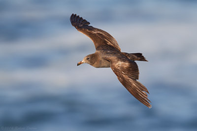 Heermann's Gull