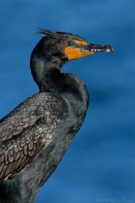 Double-crested Cormorant