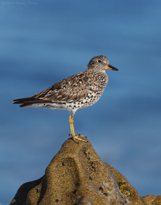 Surfbird