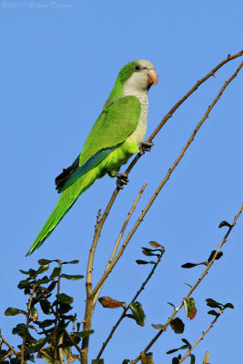Monk Parakeet