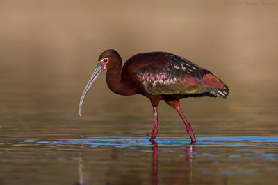 White-faced Ibis