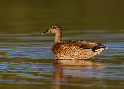 Hawaiian Duck