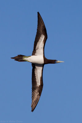 Brown Booby