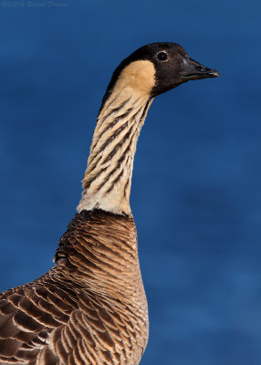Nene (Hawaiian Goose)
