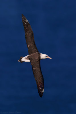 Laysan Albatross