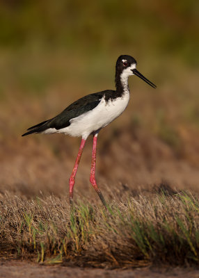 Hawaiian Black-necked Stilt