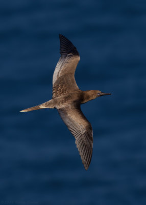 Red-footed Booby