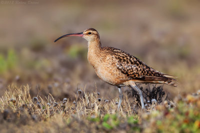 Bristle-thighed Curlew