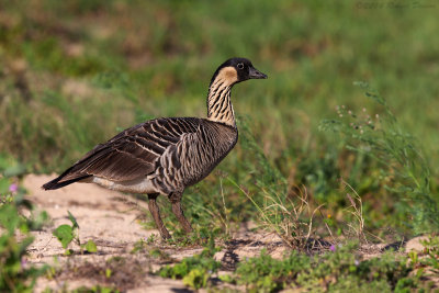 Nene (Hawaiian Goose)