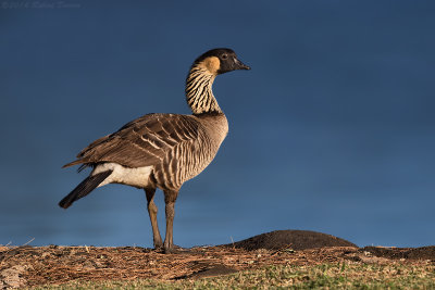 Nene (Hawaiian Goose)