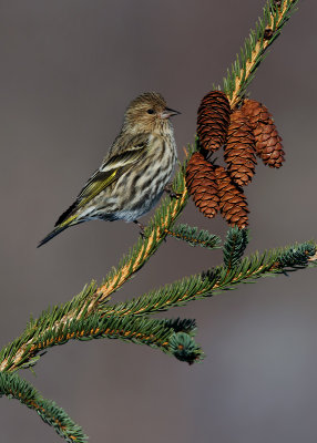 Pine Siskin