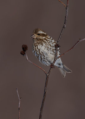Purple Finch