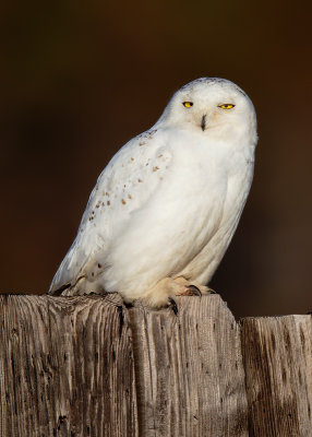 Snowy Owl