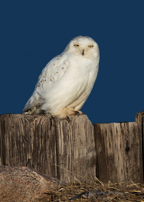 Snowy Owl