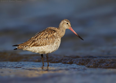 Bar-tailed Godwit