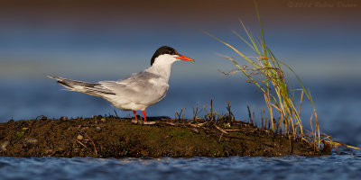 Common Tern