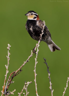 Chestnut-collared Longspur