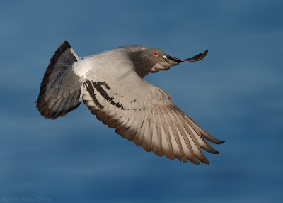 Rock Dove