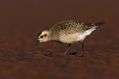 American Golden-Plover