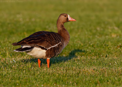 Greater White-fronted Goose