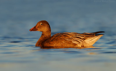 Snow Goose